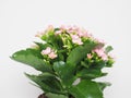 Kalanchoe scient. class. Saxifragales Crassulaceae pink flower Royalty Free Stock Photo