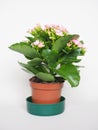 Kalanchoe scient. class. Saxifragales Crassulaceae pink flower Royalty Free Stock Photo