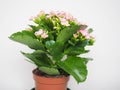 kalanchoe scient. class. Saxifragales Crassulaceae pink flower Royalty Free Stock Photo
