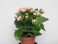 kalanchoe scient. class. Saxifragales Crassulaceae pink flower Royalty Free Stock Photo