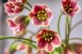 Flower kalanchoe succulent macro close Royalty Free Stock Photo