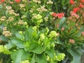 Kalanchoe is a succulent plant. Popularly planted in decorative pots or home decorations.