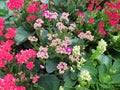 Kalanchoe is a succulent plant. Popularly planted in decorative pots or home decorations.