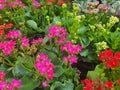 Kalanchoe is a succulent plant. Popularly planted in decorative pots or home decorations.