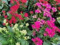Kalanchoe is a succulent plant. Popularly planted in decorative pots or home decorations. Royalty Free Stock Photo