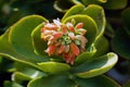 Kalanchoe thyrsiflora is a succulent plant native from Madacascar which produces beautiful flowers Royalty Free Stock Photo