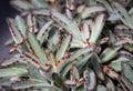 Kalanchoe tomentosa ,Chocolate soldier. A fairly popular ornamental plant due to its small size, easy care and dark red edging