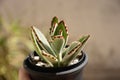 Kalanchoe tomentosa in the pot in the yard Royalty Free Stock Photo