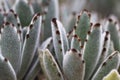 Kalanchoe tomentosa or panda plant