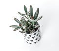 Kalanchoe tomentosa plant in a Scandinavian style pot