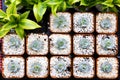 Kalanchoes Royalty Free Stock Photo