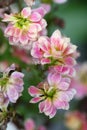 The blooming pink Kalancoe blossfeldiana flowers