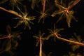 Kalapaki Kauai palm trees looking up at the night sky stars Royalty Free Stock Photo