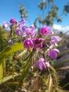 Kalapana Gardens Flowers