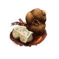 Kalapuya brunnea, Oregon brown truffle in monotypic fungal genus Kalapuya. Digital art illustration, natural food. Autumn harvest