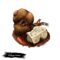 Kalapuya brunnea, Oregon brown truffle in monotypic fungal genus Kalapuya. Digital art illustration, natural food. Autumn harvest