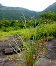 Kalavantin durg valley campsite nature photo