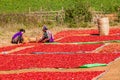 KALAW, MYANMAR - NOVEMBER 25, 2016: Drying chilli peppers in the area between Kalaw and Inle, Myanm
