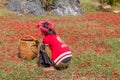 KALAW, MYANMAR - NOVEMBER 25, 2016: Local villager collecting dried chilli peppers in the area between Kalaw and Inle, Myanm