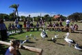Kalbarri - Australian Pelican Feeding