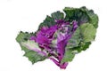 Kale cabbage