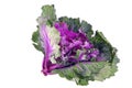 Kale cabbage