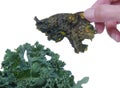 Kale Chip near fresh kale Royalty Free Stock Photo