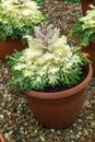 Kale `Coral Prince` an ornamental white flowering brassica