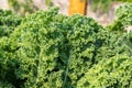 Kale curly fresh leaves growing in vegetable garden.