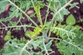 Kale eaten away by catepillar Royalty Free Stock Photo