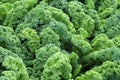 Kale on a farm
