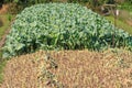 Kale farm and light bulb for working at night