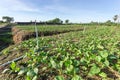 Kale farm with the sprinkler system