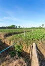 Kale farm with the sprinkler system