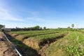 Kale farm with the sprinkler system