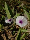 Kale flowers are blooming in the middle of the rice fields