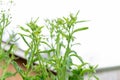 Kale flowers forming on a kale biennial, edible vegetable plant, against a cloudy white sky, with diffused light. Kale is