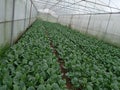 Kale garden, Young kale growing in the field, Agriculture of the Thailand,