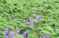 Kale grown in the garden.