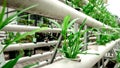 kale grown by the hydroponic method