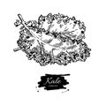 Kale hand drawn . Vegetable engraved style illustration