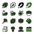 Kale icon set superfood vegetable