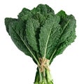 kale, italian kale, tuscan kale, lacinato,dinosure kale