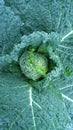 Kale Royalty Free Stock Photo