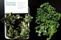 Kale chips with parmesan cheese, vegan paleo diet