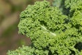 Kale leaves Royalty Free Stock Photo