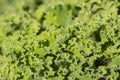 Kale leaves Royalty Free Stock Photo