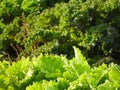 Kale and Lettuce crop ready for harvesting