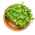 Kale microgreens, ready to eat green shoots of leaf cabbage in a wooden bowl