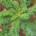 Kale plant in egerton Royalty Free Stock Photo